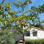 Obstbaum vor dem Physikgebäude