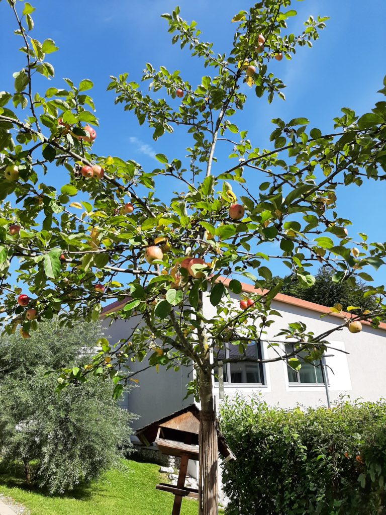 Obstbaum vor dem Physikgebäude